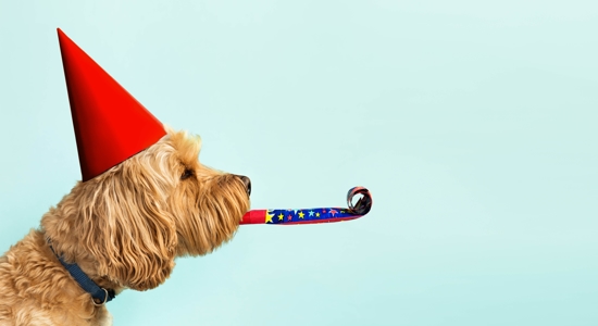 Dog Owners: 5 Ways to Celebrate National Dog Day Photo