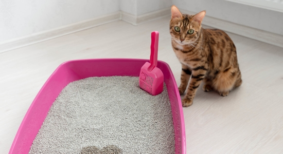 Inappropriate Elimination in Cats Photo