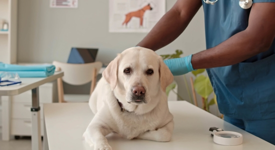 Protecting Our Furry Friends: Pet Poison Prevention Month Photo