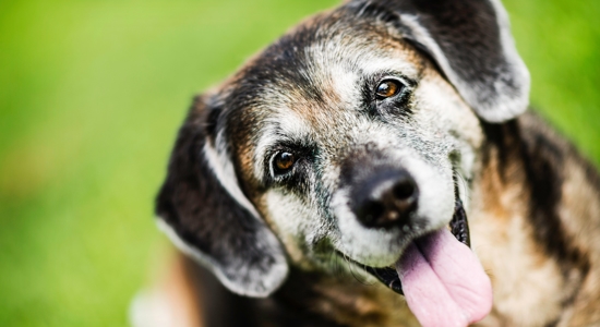 Caring for a Senior Dog: Tips for a Loving Journey Photo
