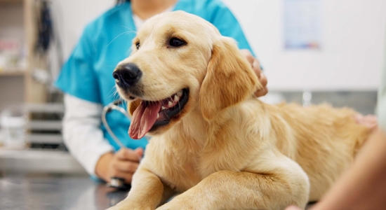 Should I Get Pet Insurance for My Dog? Photo