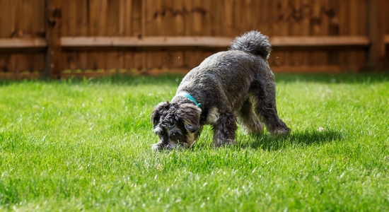 How to Neutralize Dog Poop Smell and Take Your Yard Back Photo