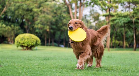 How to Get Your Yard Ready for Spring Photo