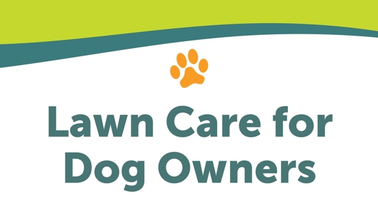 7 Tips to Prevent Dog Urine Spots on Your Lawn Photo