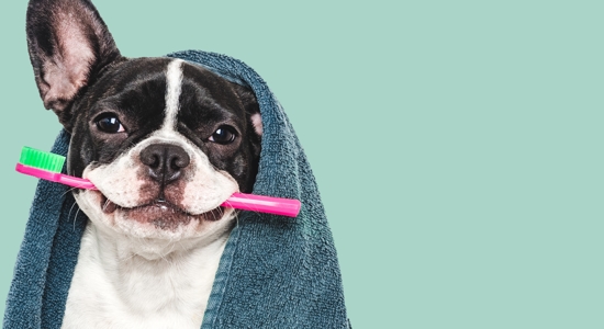 Dog Dental Care 101: How to Keep Your Dog’s Smile Healthy Photo