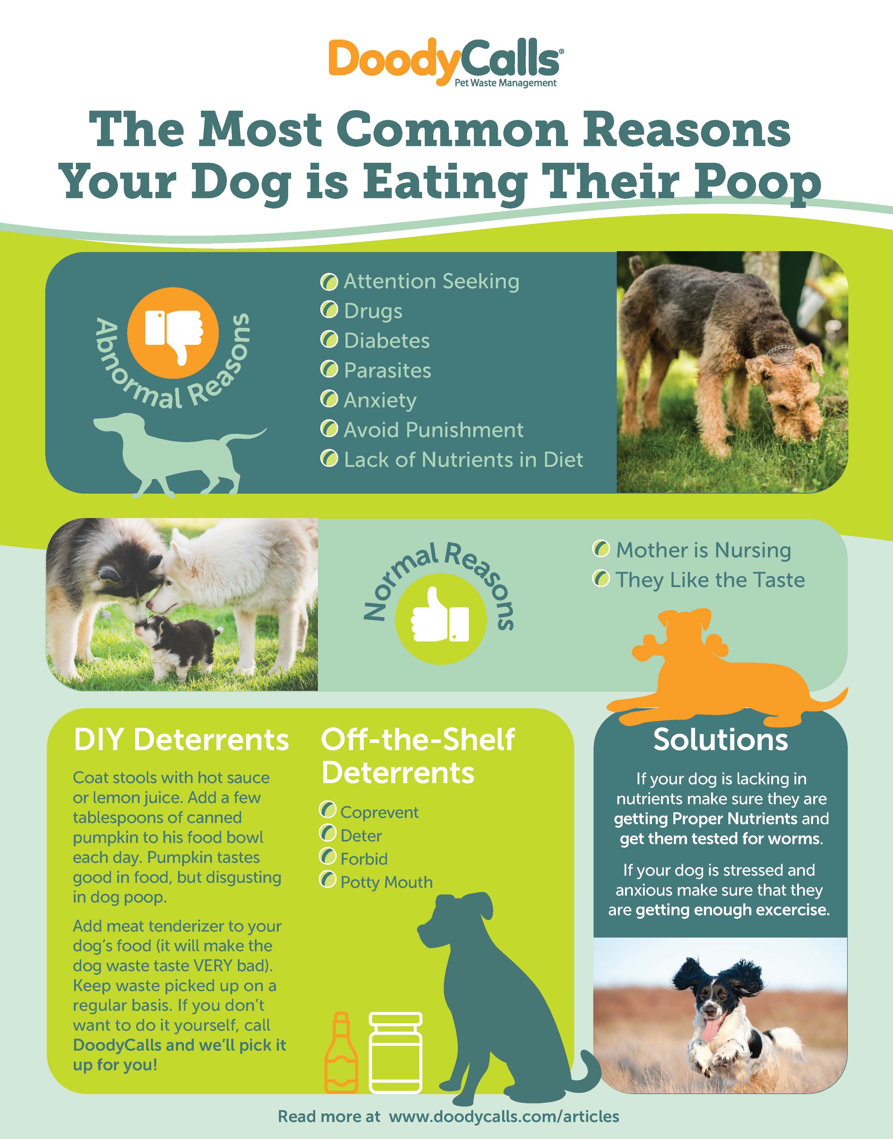 The Most Common Reasons Your Dog is Eating Their Poop