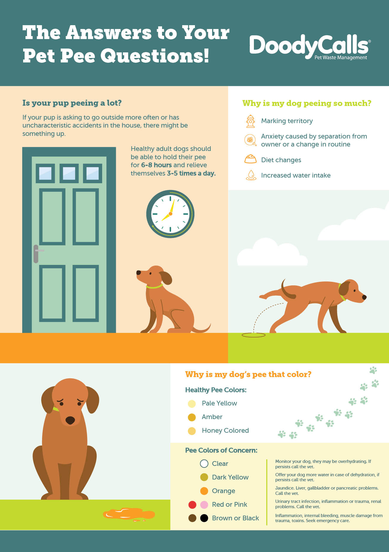 The Answers to Your Pet Pee Questions