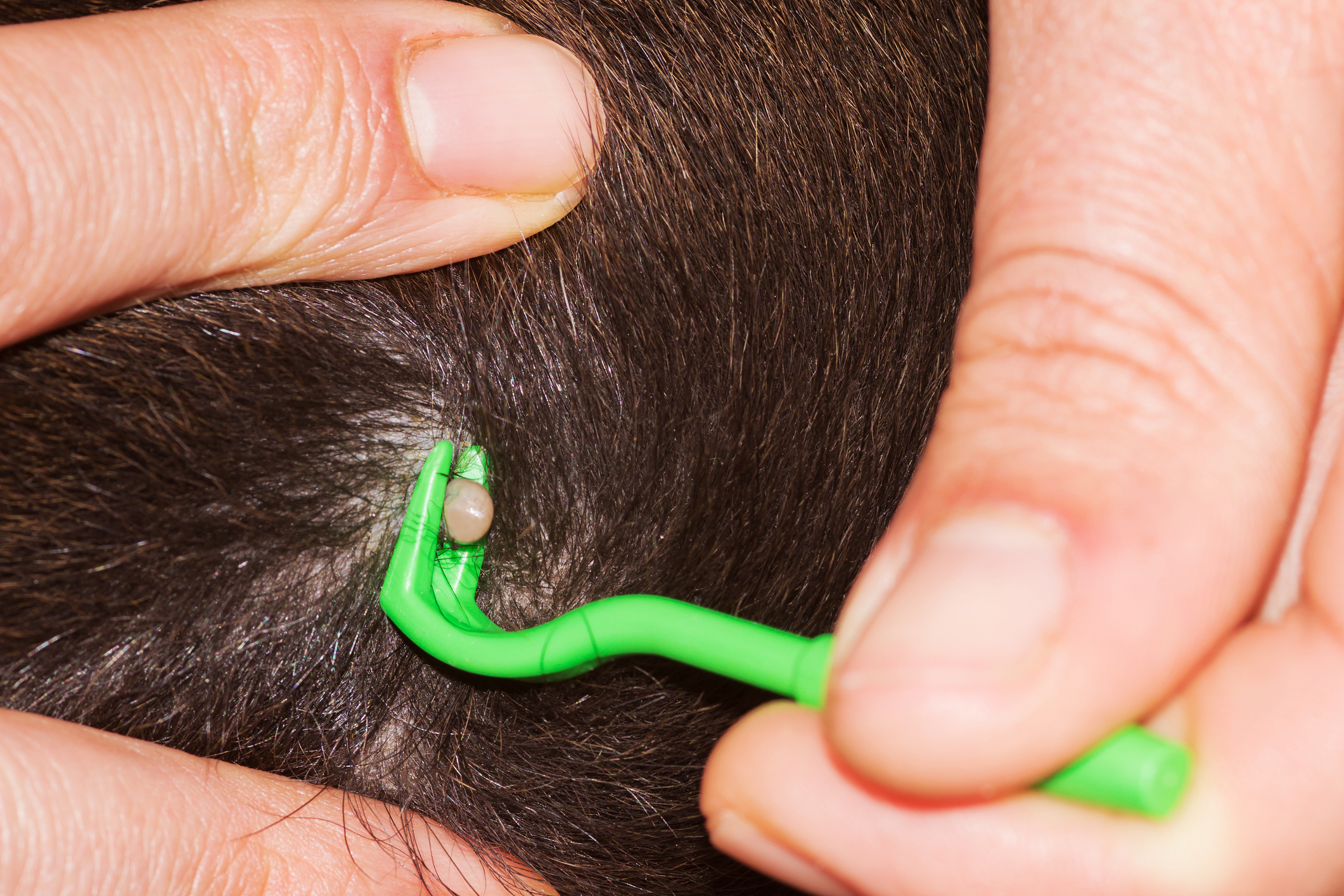 Removing tick from dog using tick removal tool.