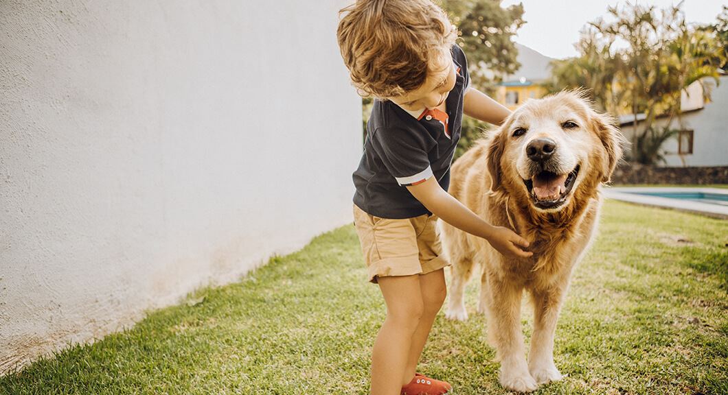 How To Keep Grass From Dying From Dog Pee