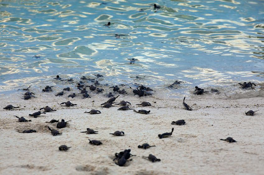 Turtle Retrieving Dogs The impact your dog can have on sea turtles (and how you can protect ...