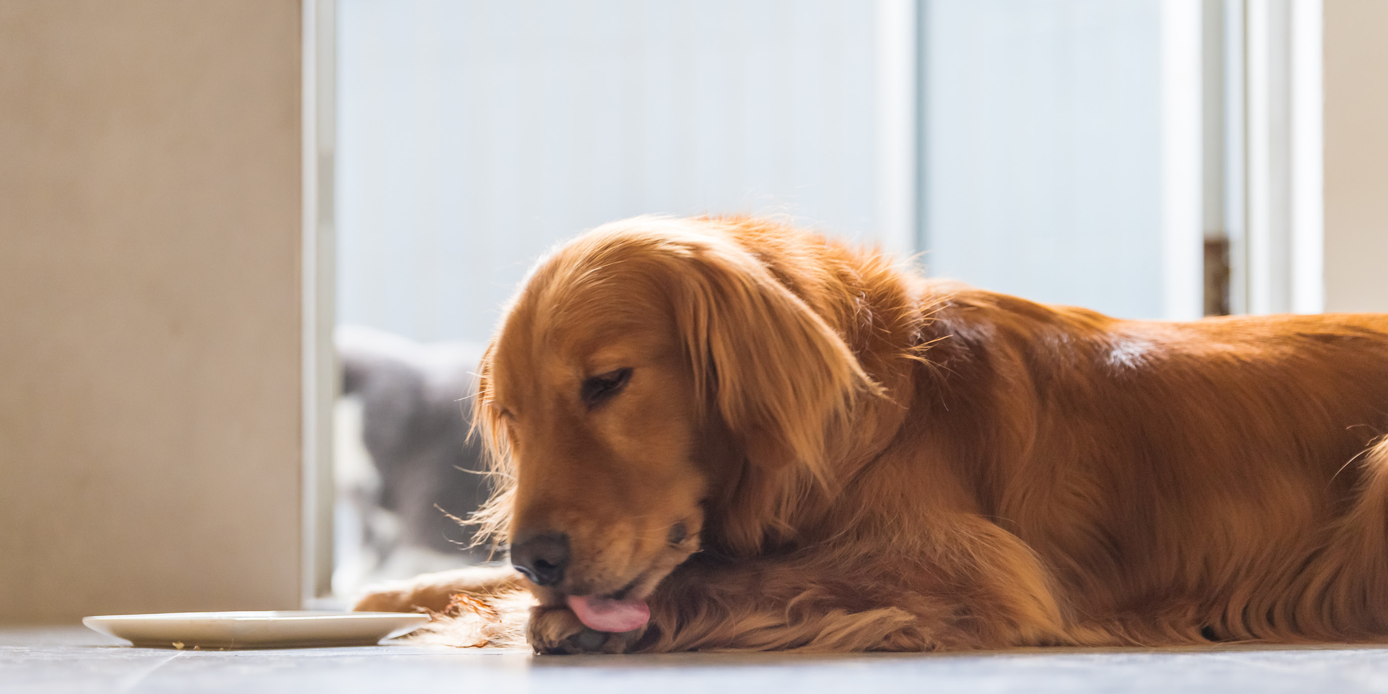 Why Does My Dog Keep Licking Its Paws Underlying Causes and Remedies