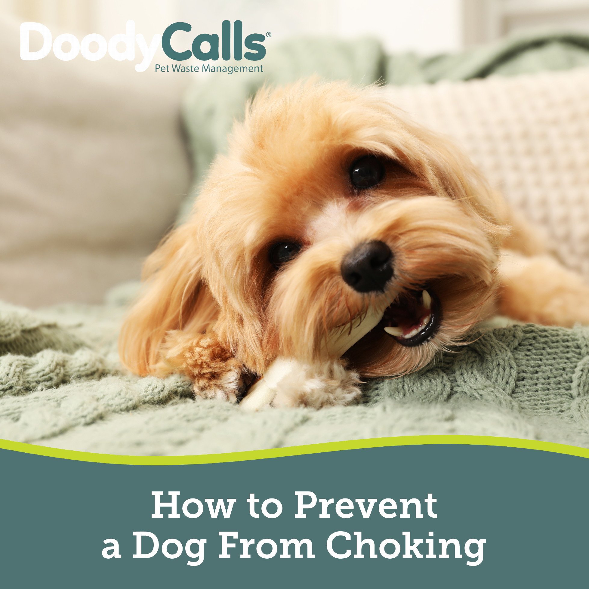 Pet Choking Prevention: Keeping Your Dog Safe