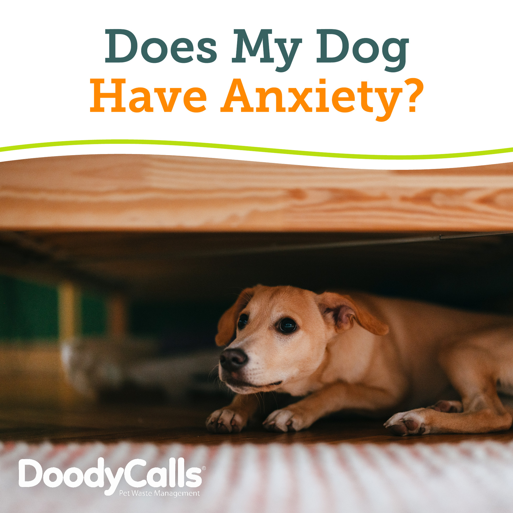 Cool Does My Dog Have Anxiety Quiz Pictures
