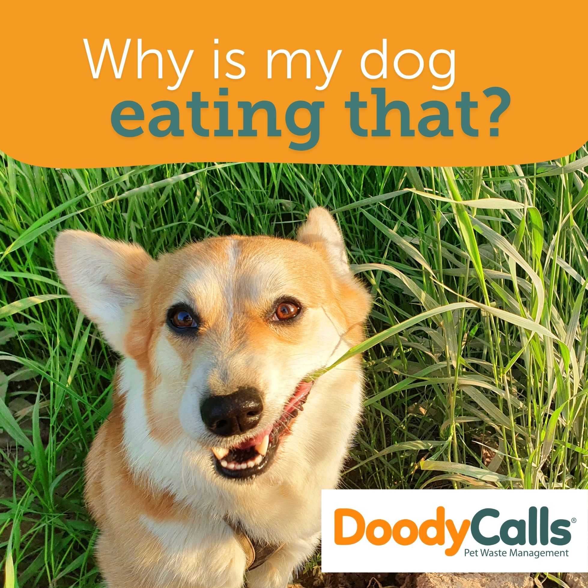 Photo inspiration: Picture Idea: Why Is My Dog Eating Grass And Other Non Food