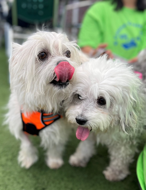 two small white dogs